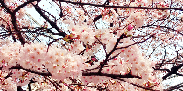 京都の桜はどれくらい咲いているの? 京都の桜はどれくらい咲いているの?