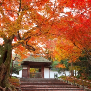 写真:【京都観光情報】11/17〜19 安楽寺 秋の紅葉特別公開
